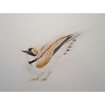 "Feathers #1" by Gretchen R.R. Eppling