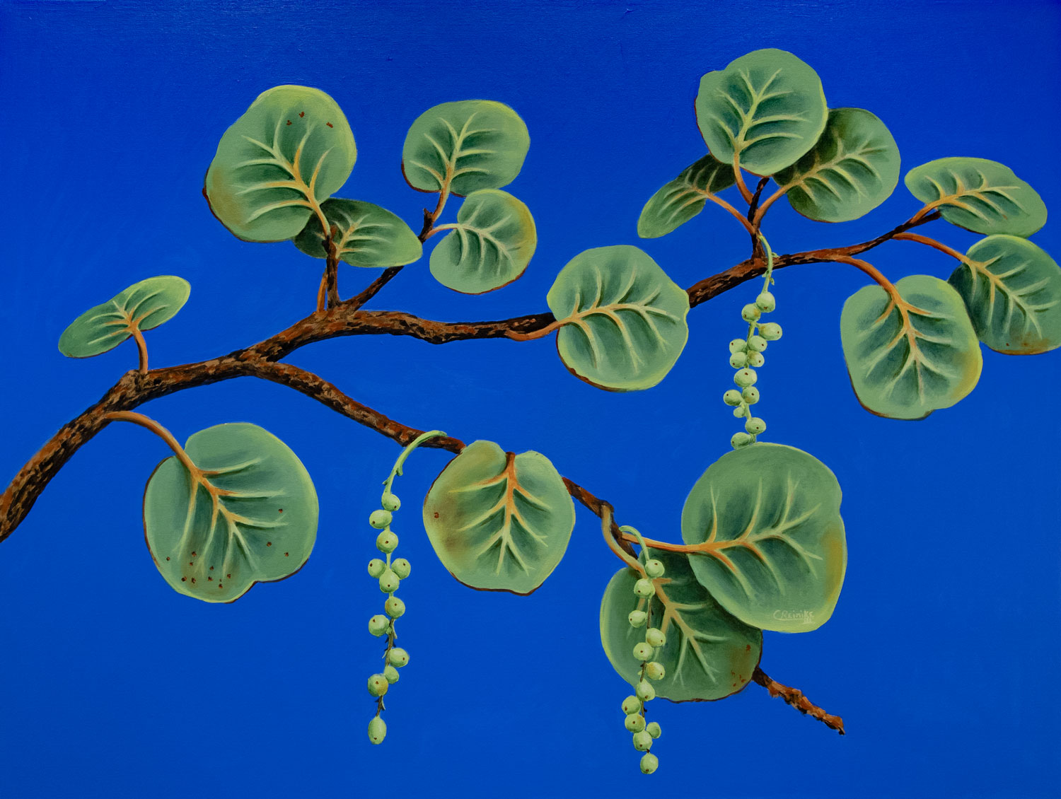 "Seagrapes on Blue #3 36 X 48 by Charles H. Reinike III